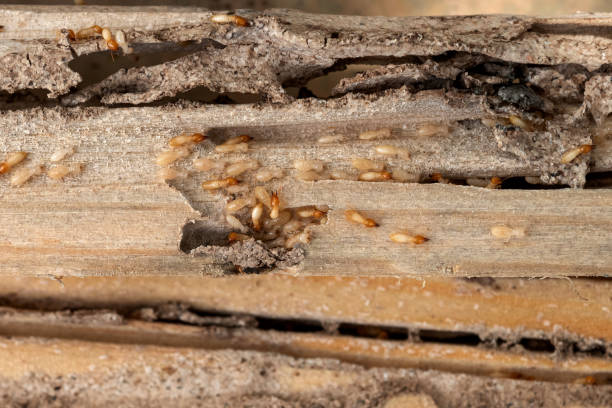 Best Affordable Pest Control Services  in Olympia, WA