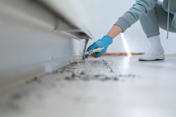 Reliable Olympia, WA Pest Control Solutions